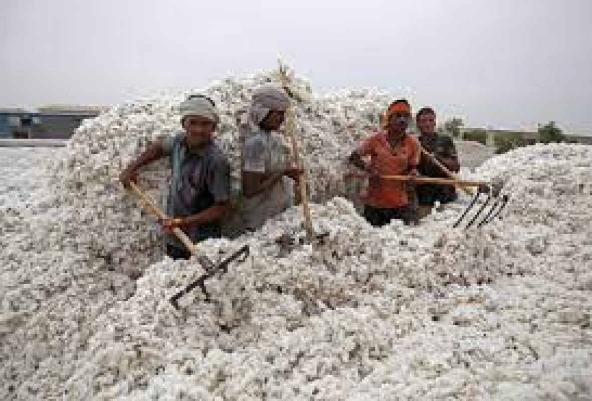cotton from Pakistan from Pakistan