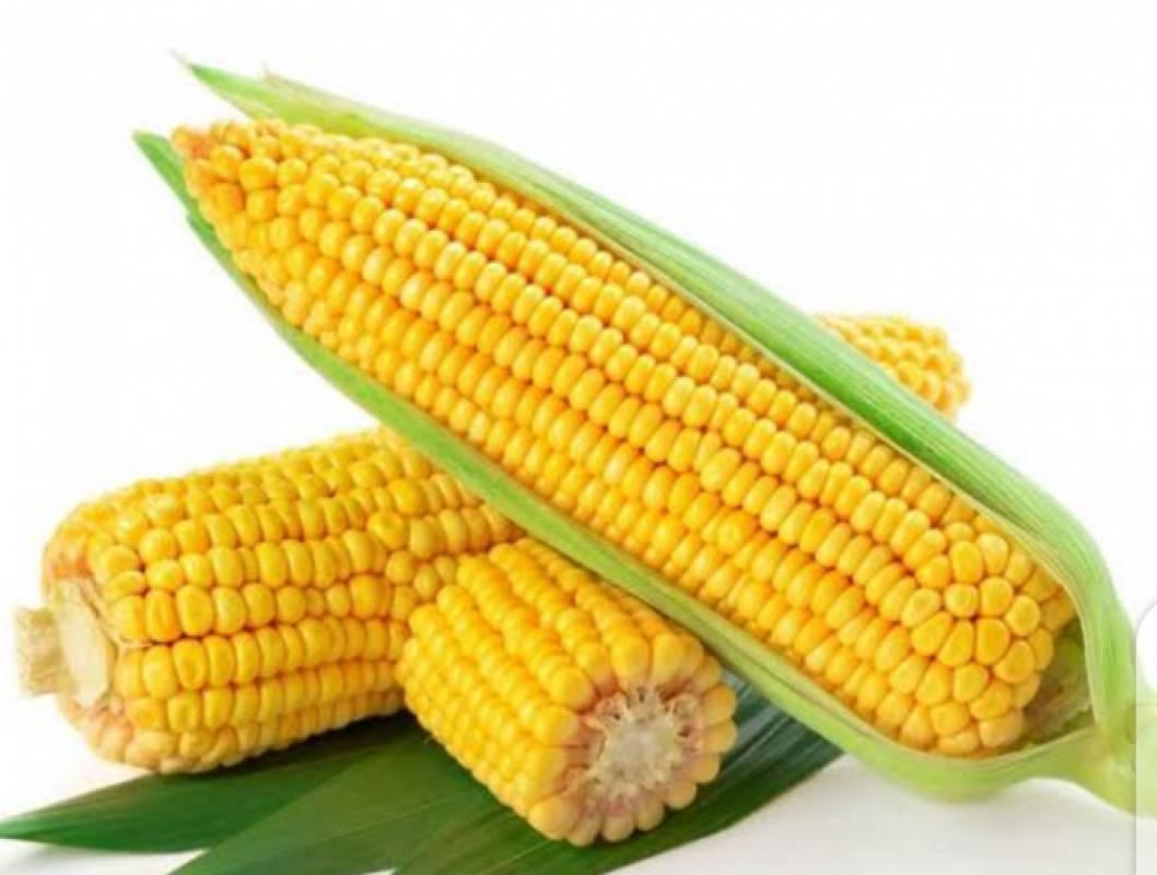 sweet corn from Pakistan