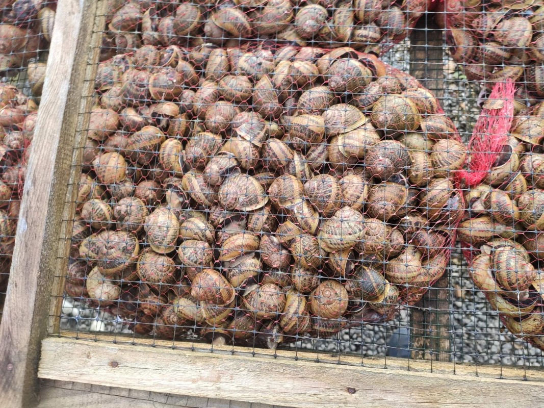 Escargots Gros Gris Hélix Aspersa Maxima from Poland