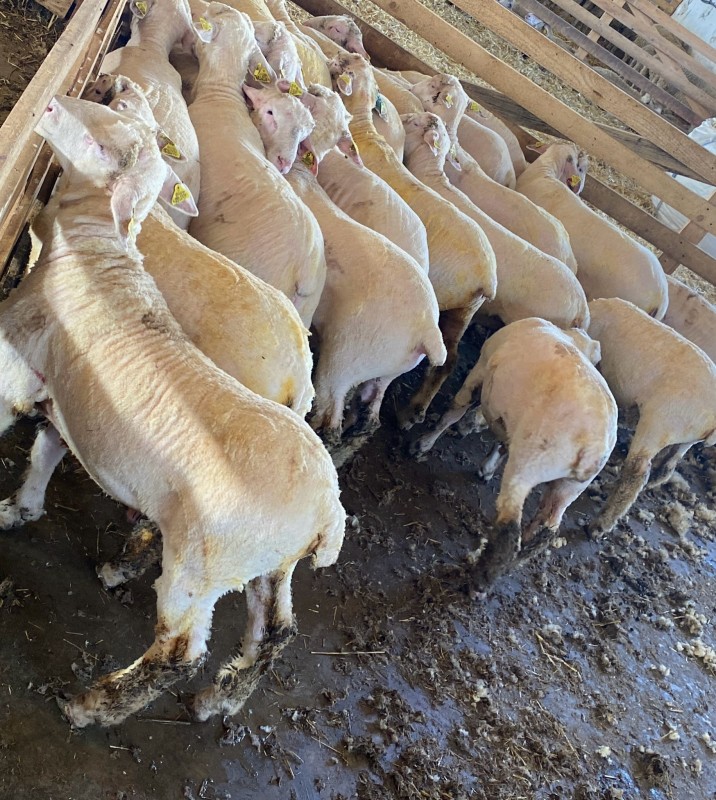 Agnello vivo from Romania