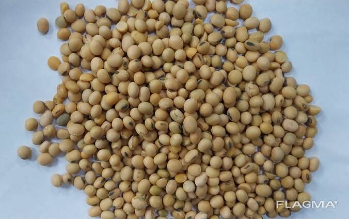 Soya Beans from Romania