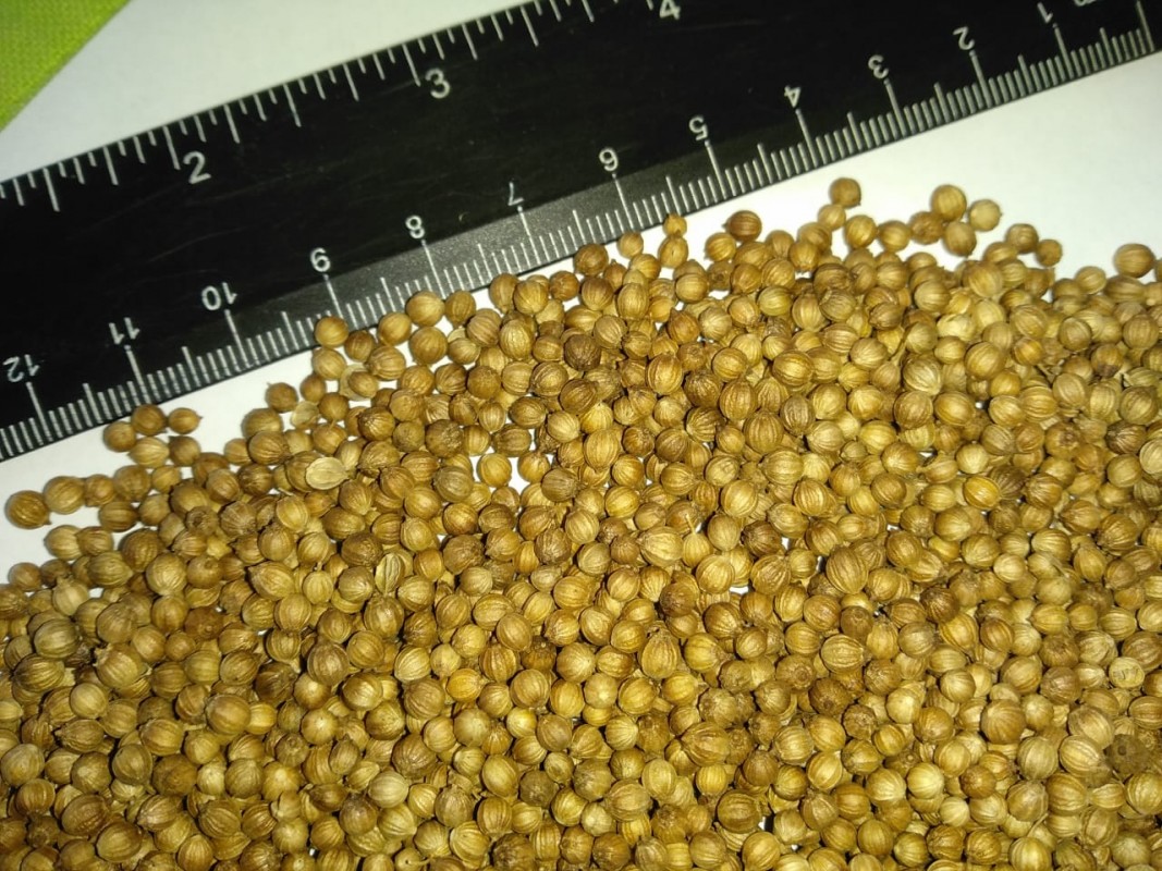 Koriandersamen from Russland