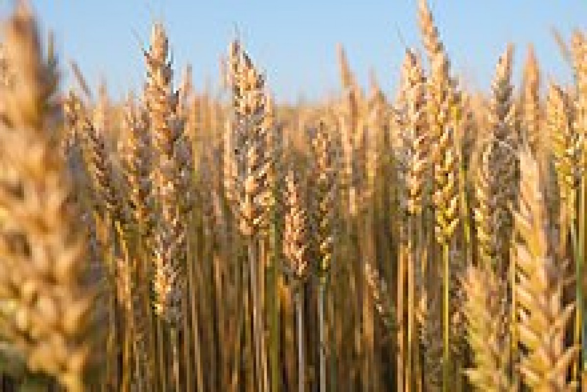 Wheat from Russia