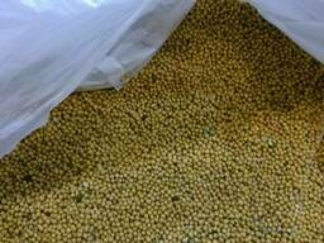 Biji Mustard Putih from Rusia