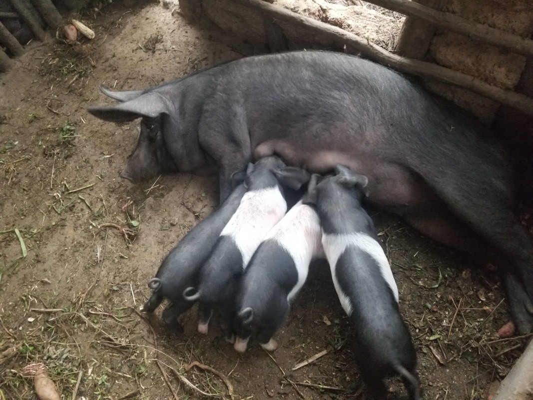 Piglets from Rwanda