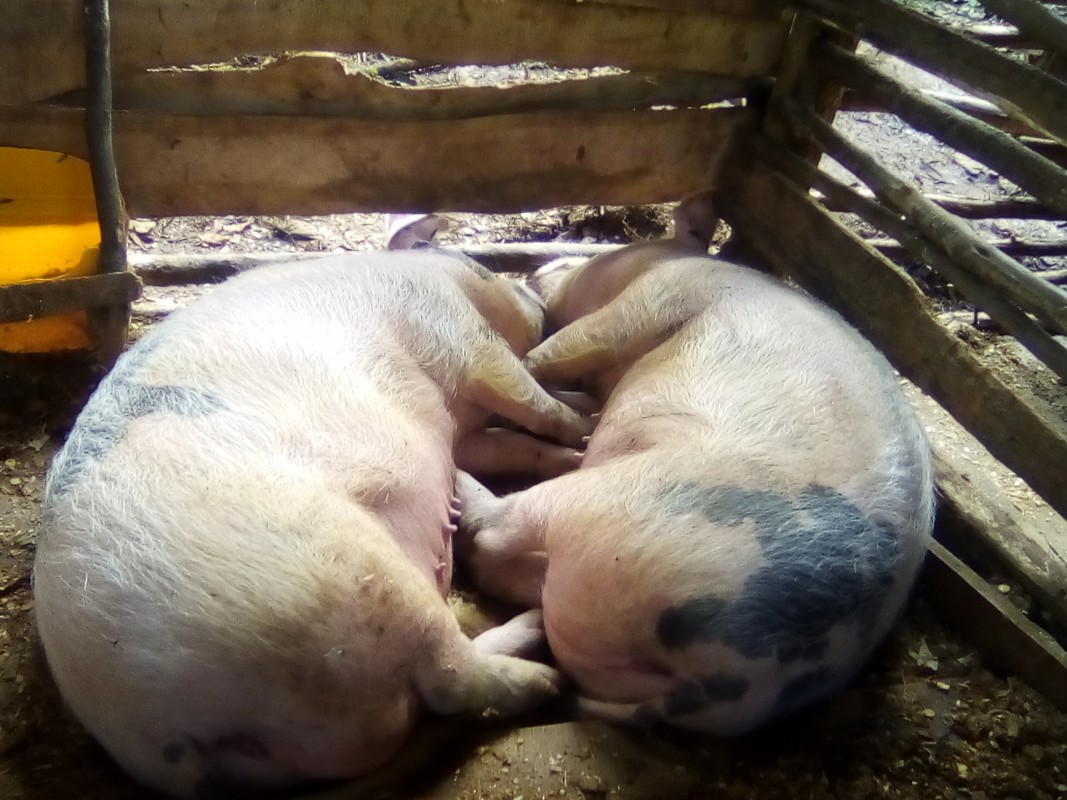 Live stock (pig) from Rwanda