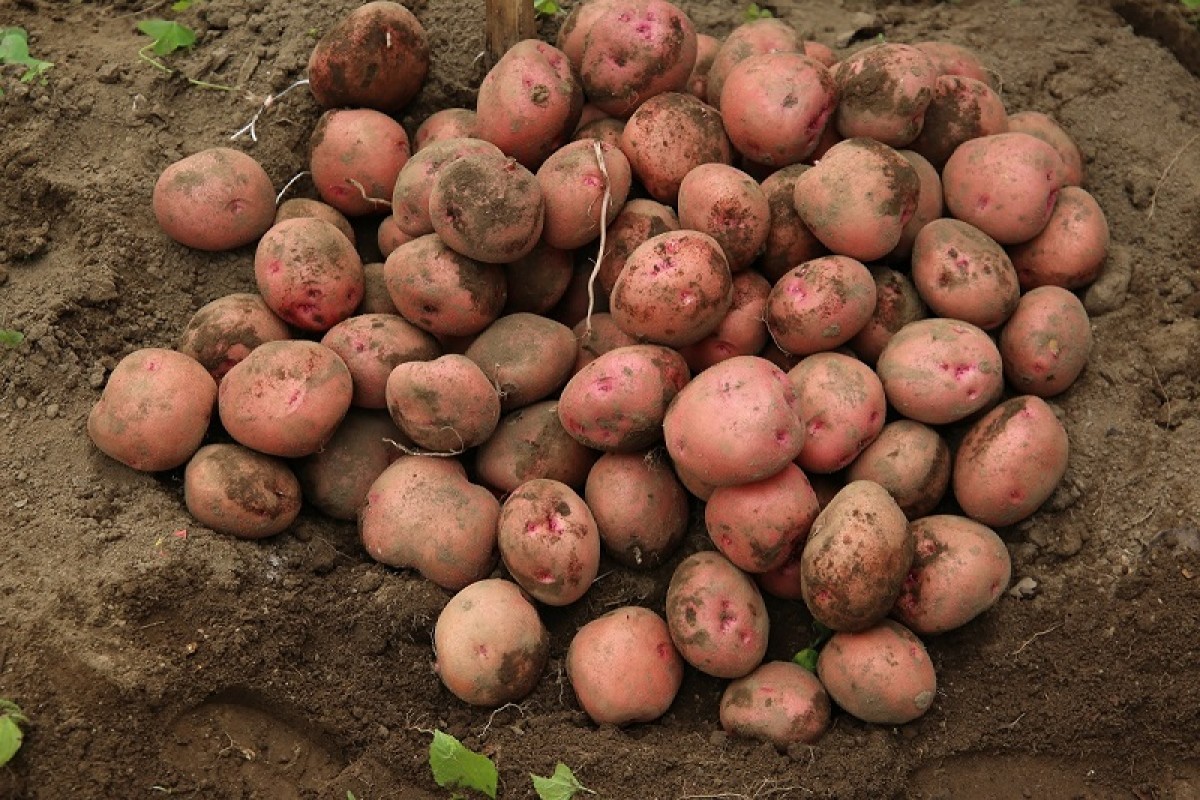 Kuruseke Potatoes from Rwanda