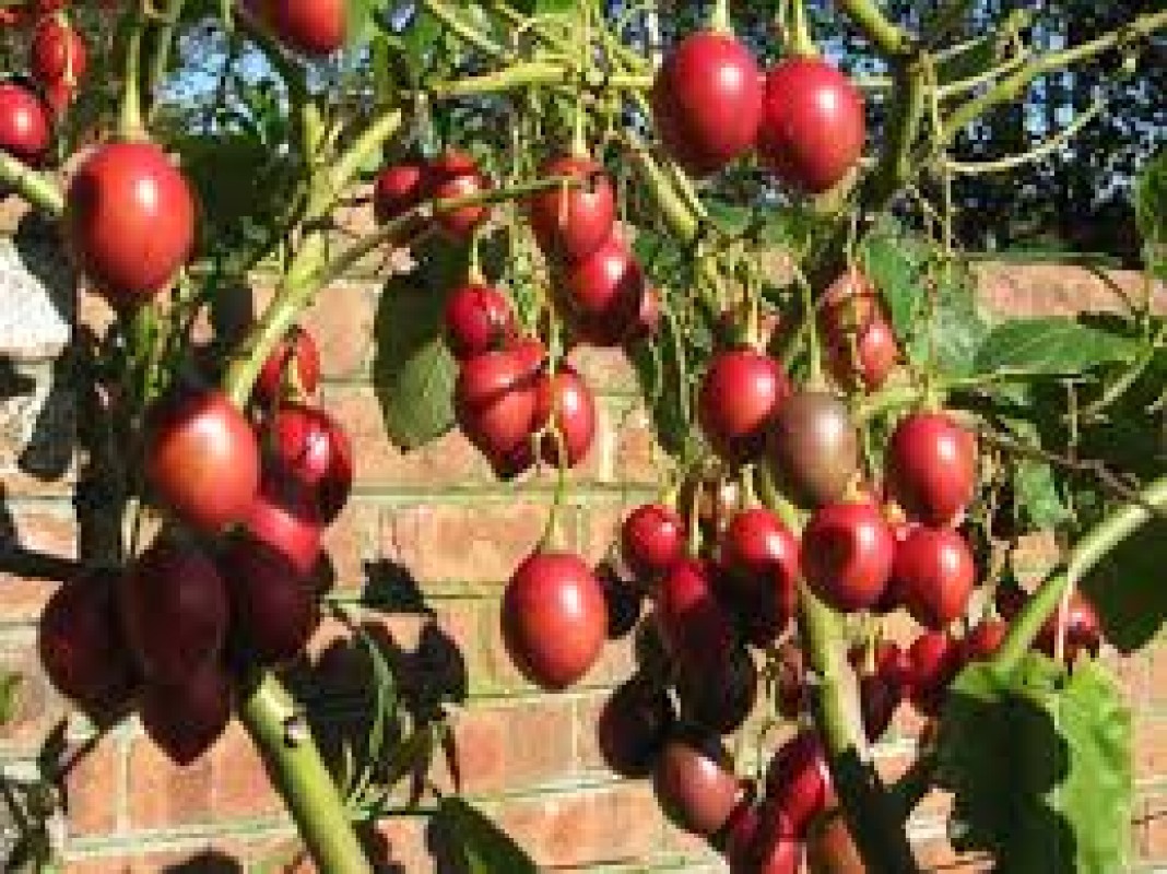 Tree tomatoes from Rwanda