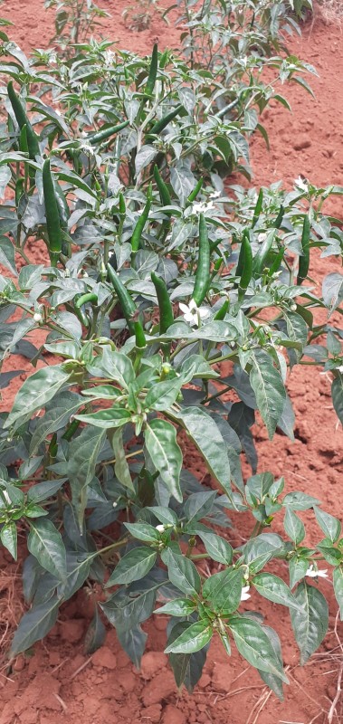 Bicumbi Farm from Rwanda
