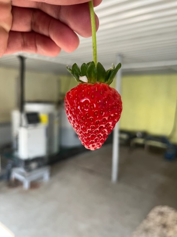 strawberry from Azerbaigian