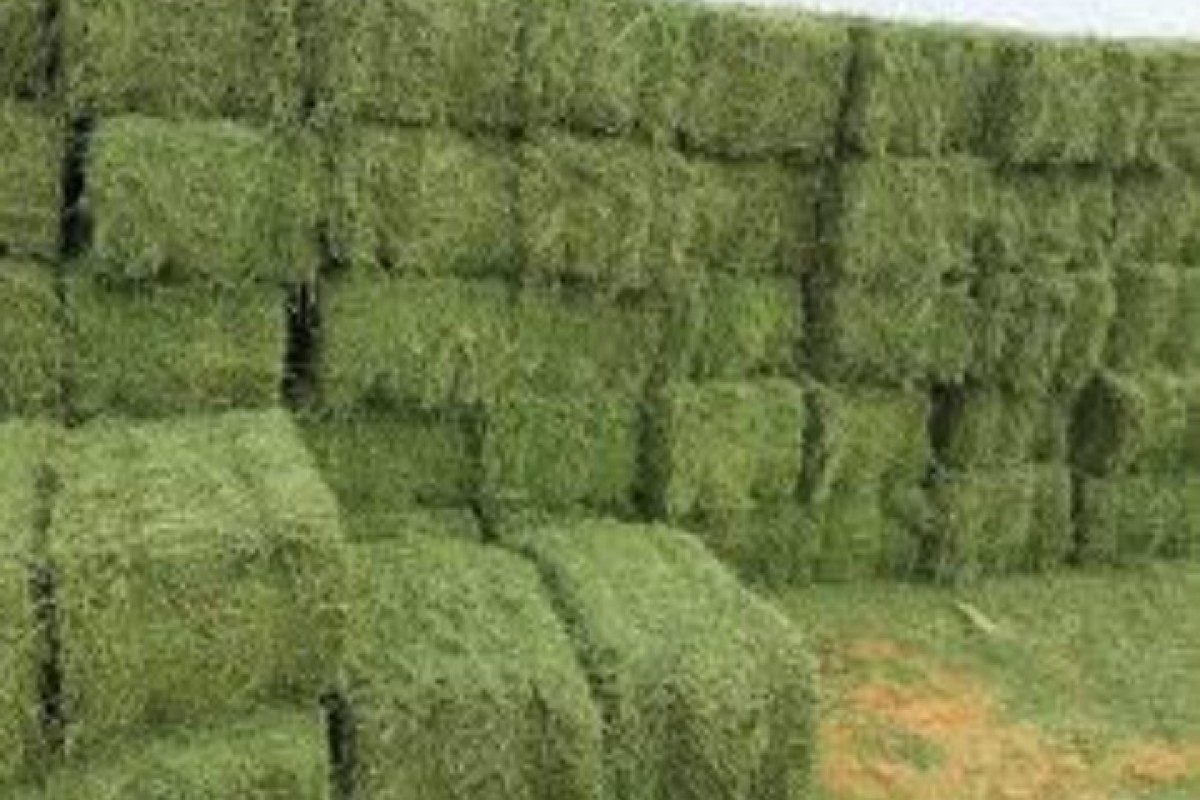 Alfafa from Sudão
