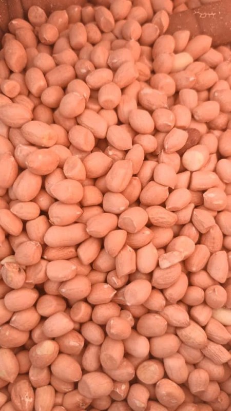 Peanut from Sudan