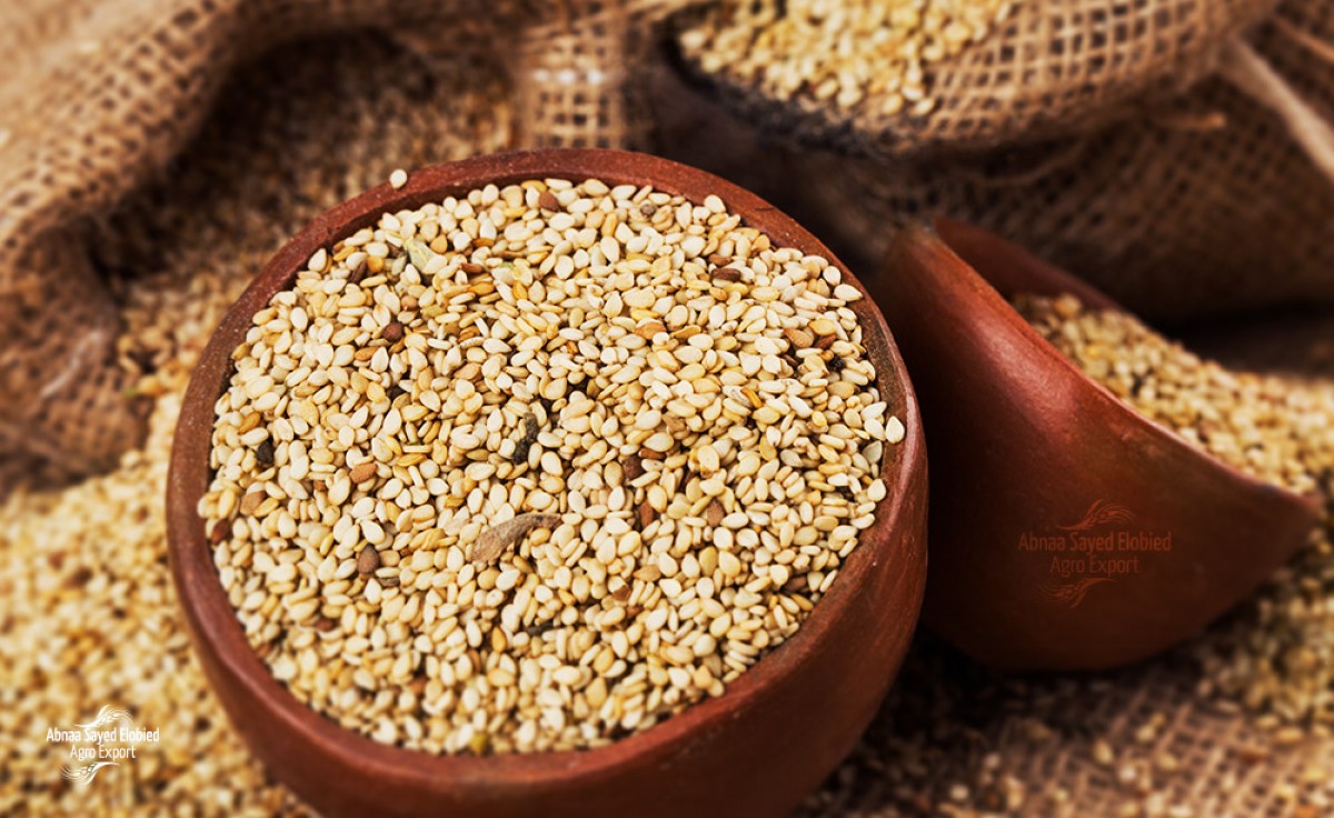 Gadaref Sasame seeds from Sudan