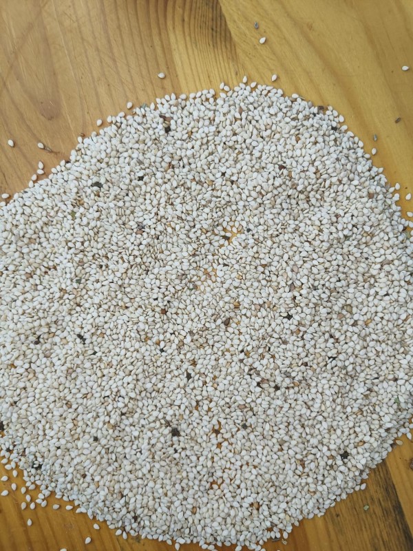 Whitish Sesame from Sudan