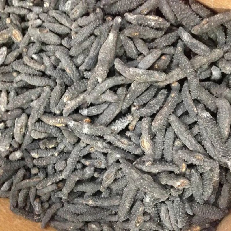Sea Cucumber from Senegal
