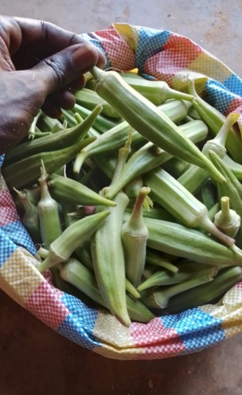 Gumbo / Okra from Senegal