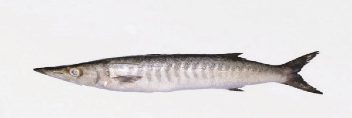 Peixe from Somália