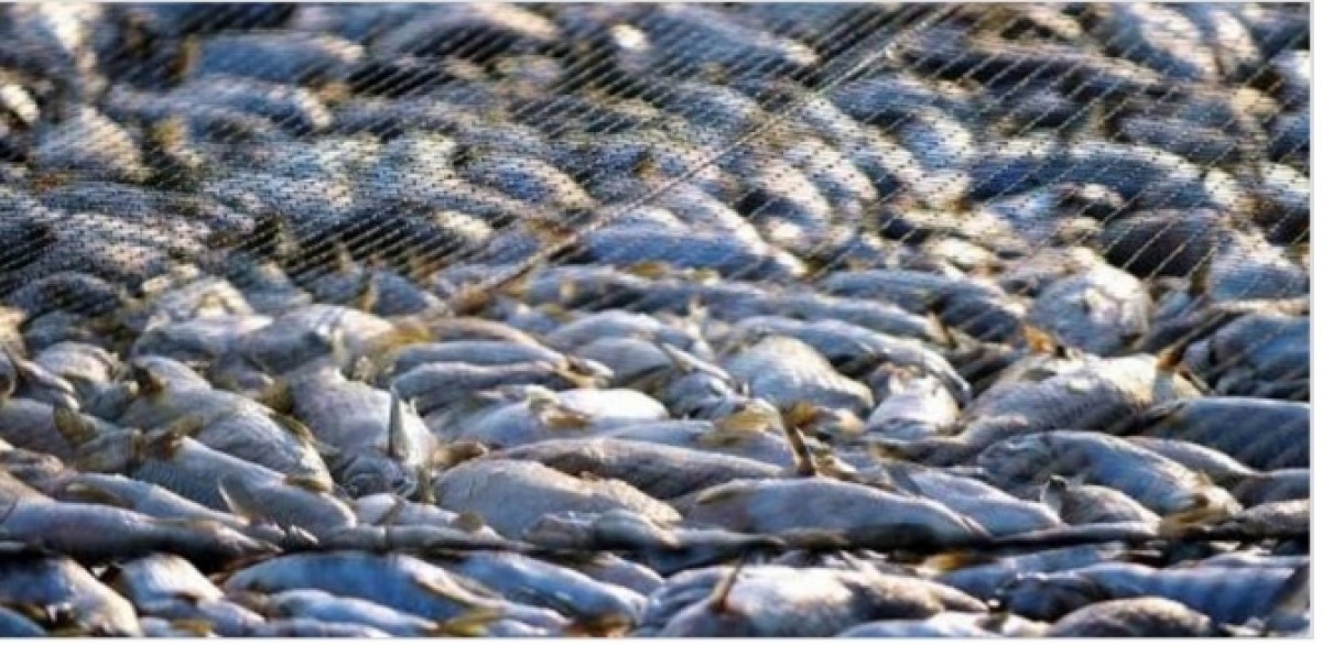 Fish from Somalia