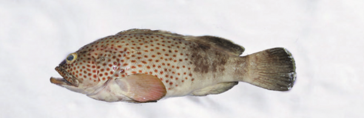 Seafood from Somalia