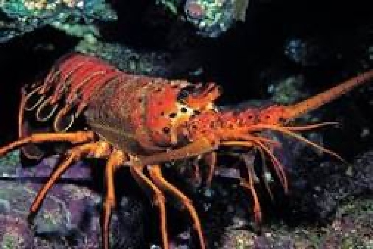 Lobsters. All sizes available. Any color u want from Somalia