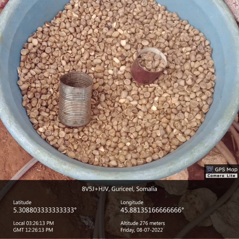 Cordeauxia nuts from Somalia