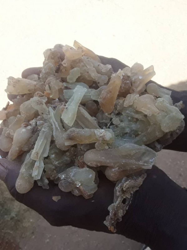 Olibanum-Gummi from Somalia