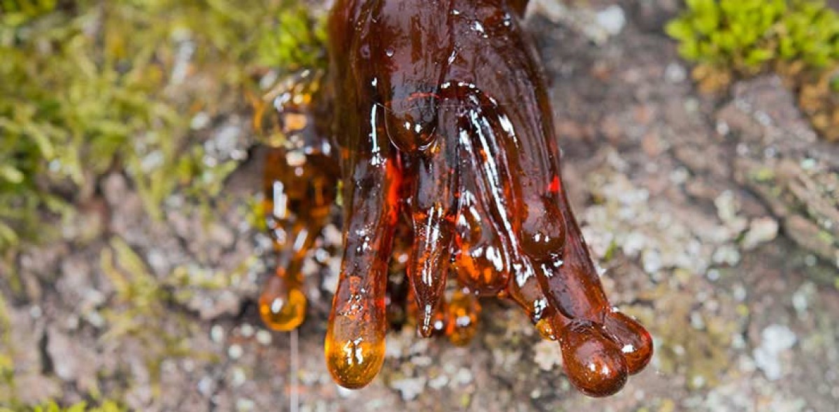 Frankincense & myrrh from Somalia