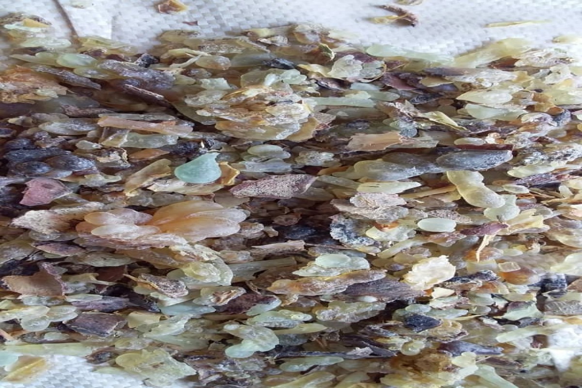 Resina de Boswellia carterii e seus óleos essenciais from Somália