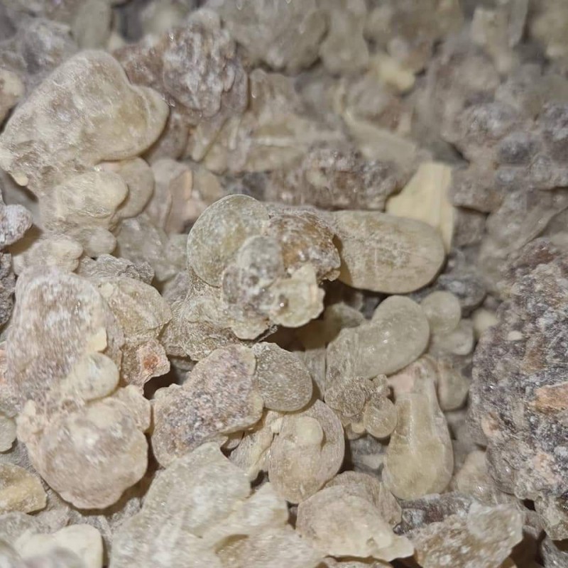Boswellia carterii from Somalia