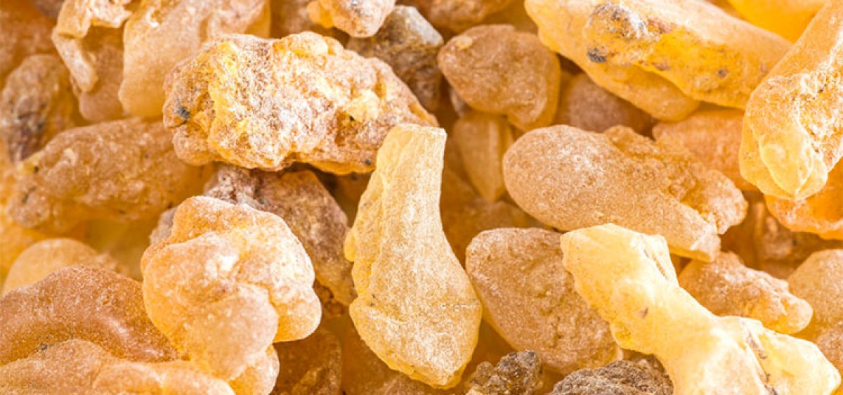Bosw. carterii & Bosw. frereana frankincense from Somalia