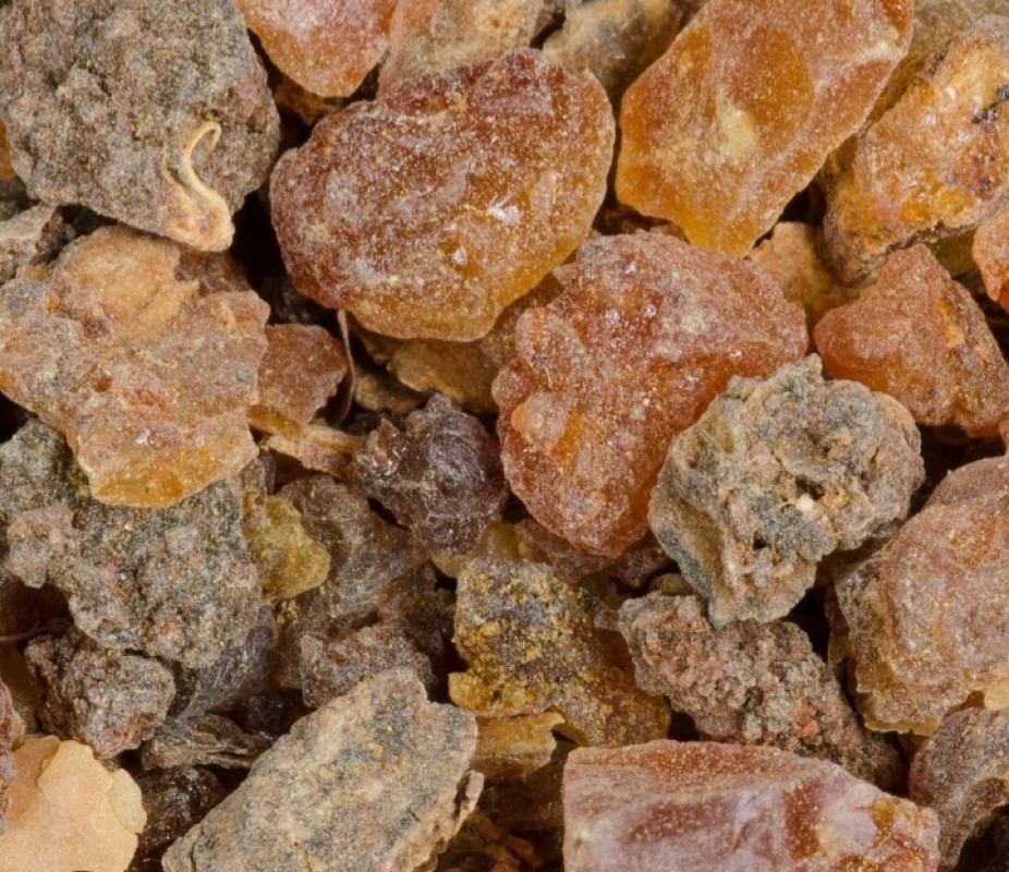 Commiphora myrrha from Somalia