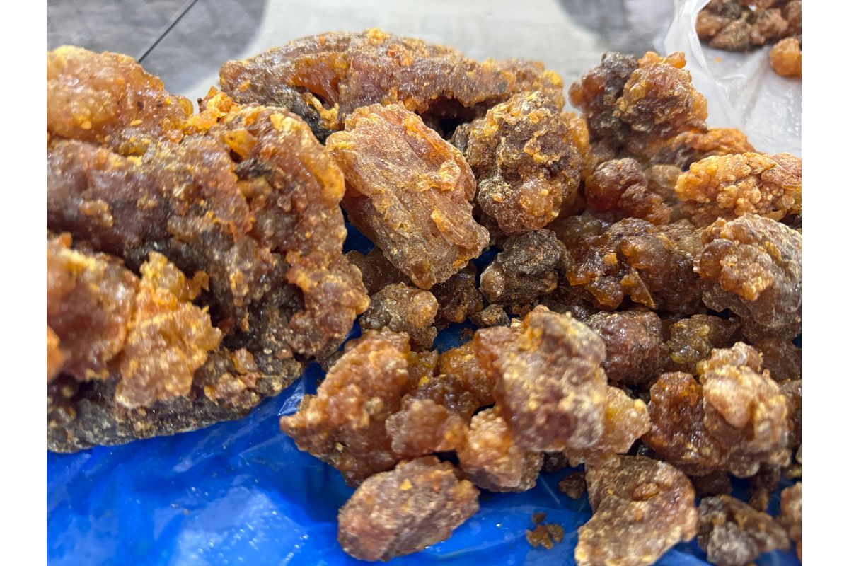 Beeyo Frankincense Resin — Boswellia sacra / carterii, Somali Olibanum, Select and Standard Grades from Somalia
