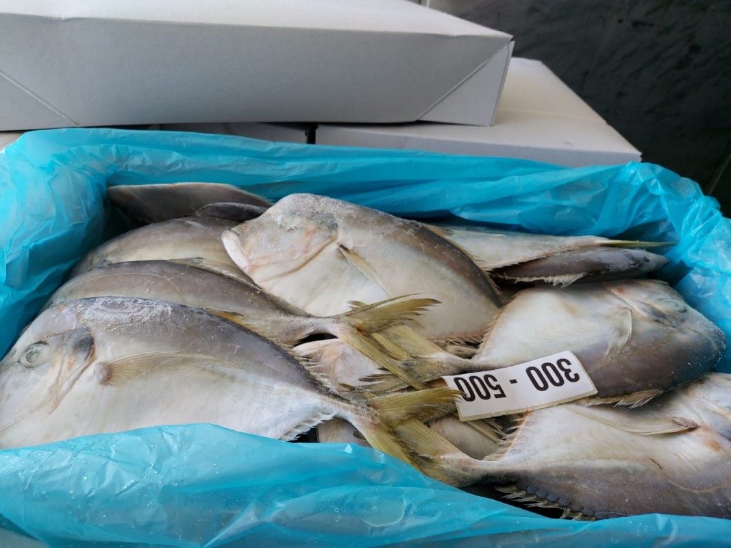 Pesce luna atlantico from Suriname