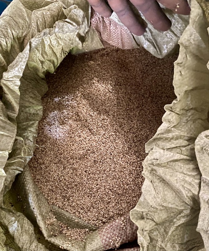 Wijen dan Sorgum from Sudan Selatan