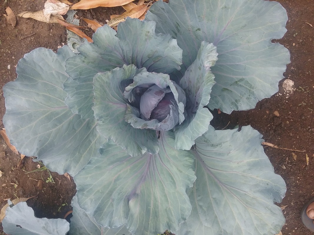 Red Cabbage from Swaziland (Eswatini)