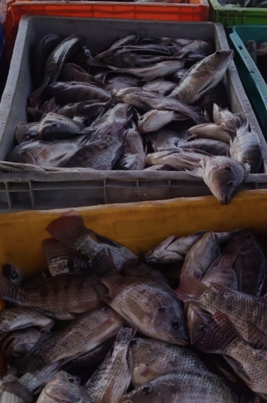 Nile Tilapia from Swaziland (Eswatini)