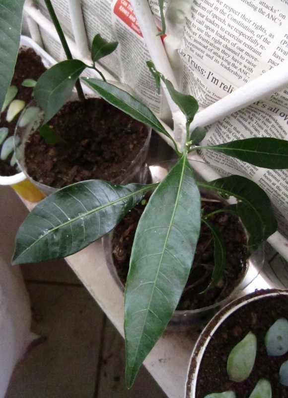Fish Mango Tree from Eswatini
