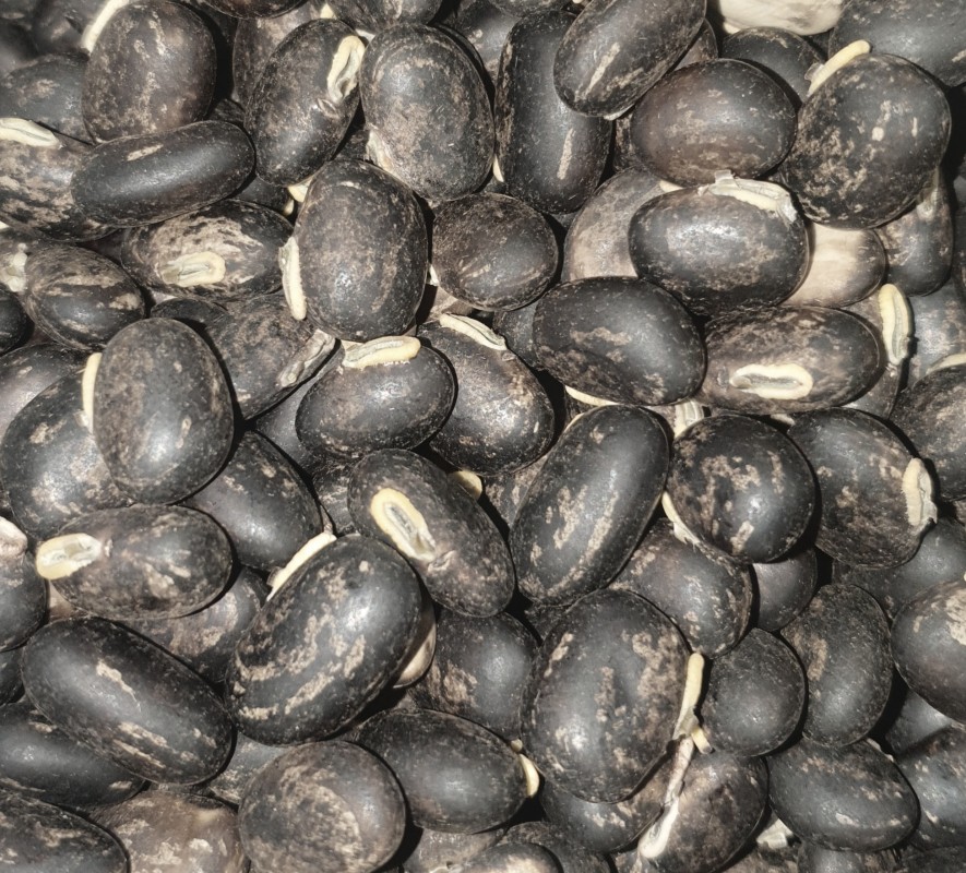 Coffee Beans from Swaziland (Eswatini)