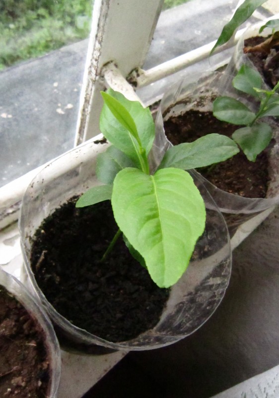 Citrus Tree from Eswatini