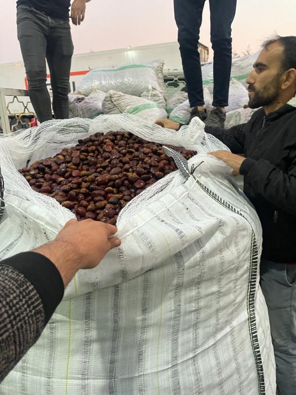 Raw Chestnut from Turks and Caicos Islands