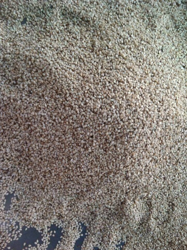 Sesame Seeds from Chad