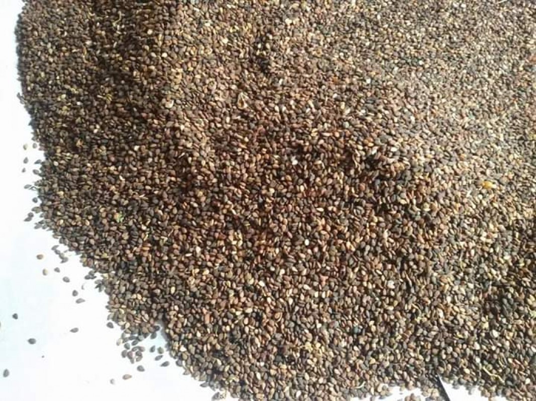 Brown Sesame Seeds from Chad