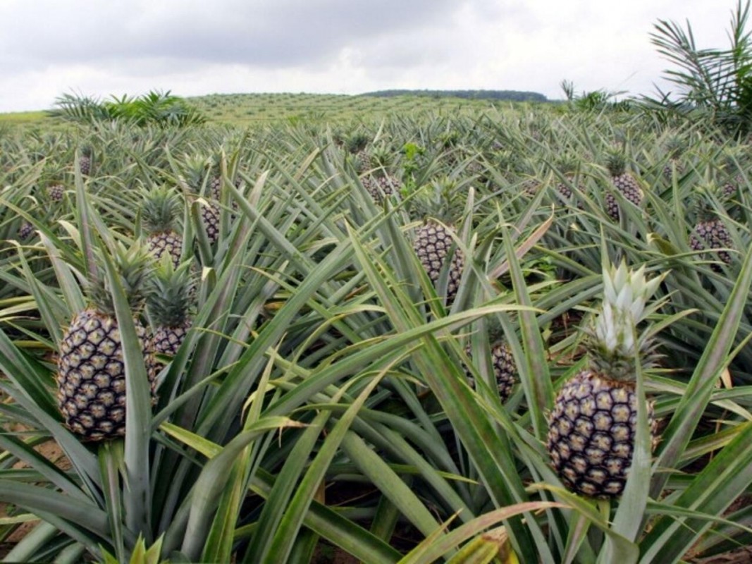 Peneapple from Togo from Togo