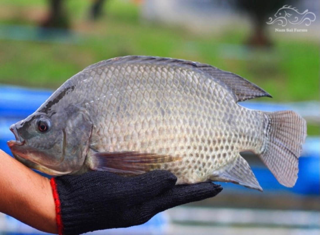 Live Tilapia from Thailand