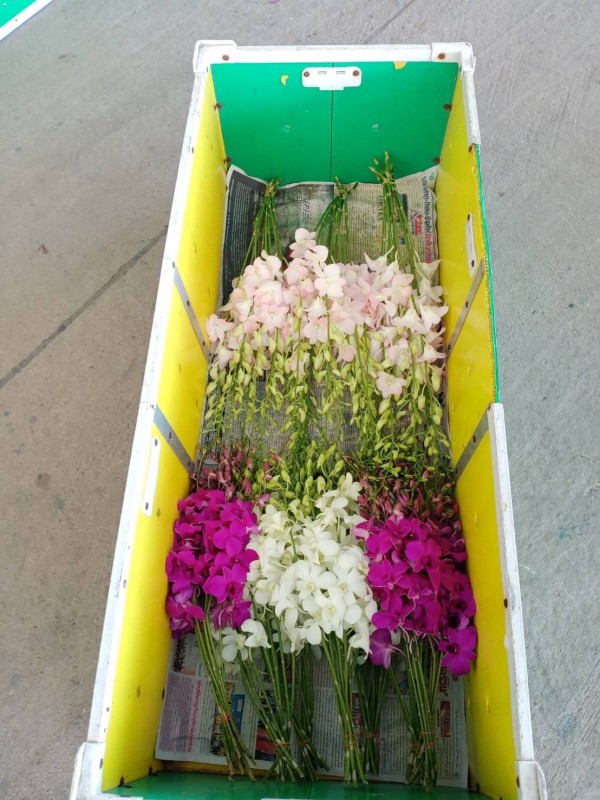 Flores de orquídea cortadas from Tailândia