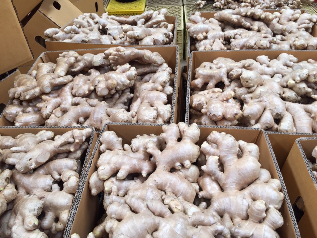 Ginger from Thailand
