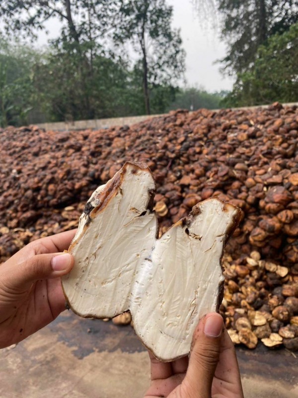 Natural Rubber from Thailand