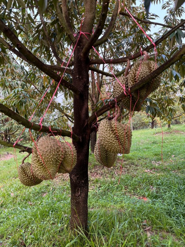 Thailand Durian from Thailandia