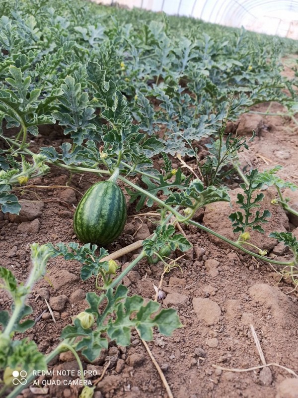 Watermelon from Tunisia