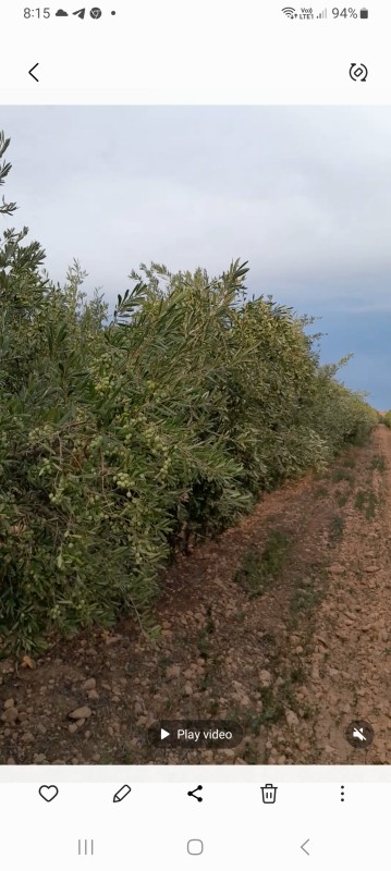 Olive oil from Tunisia
